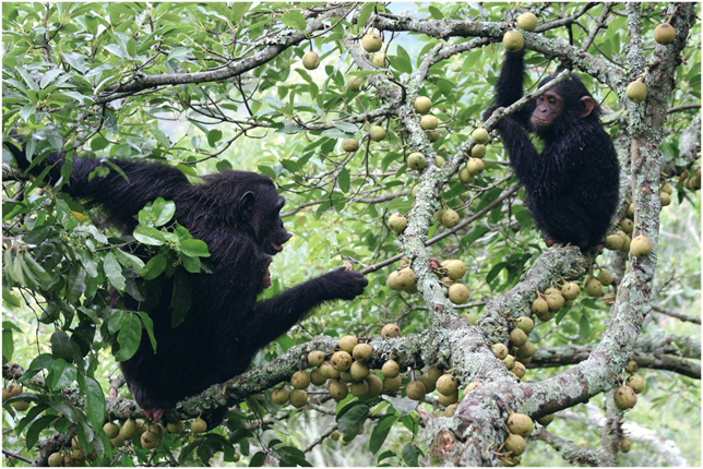 Plate 9 Eastern chimpanzee Pan troglodytes schweinfurthii and fig fruits - photo 11