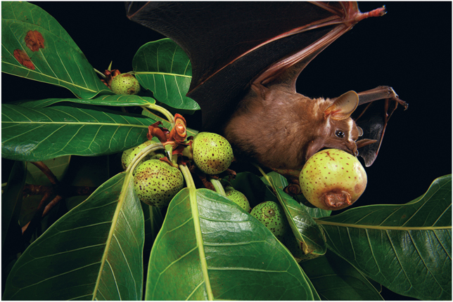 Plate 11 The New World phyllostomid great fruit-eating bat Artibeus - photo 13