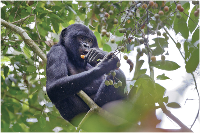 Plate 12 Bonobo Pan paniscus eating a liana fruit in Salonga National - photo 14