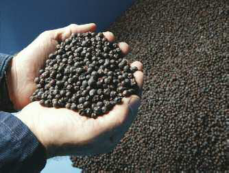 Juniper berries the classic botanical for flavouring gin Genever the English - photo 7