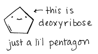 Now lets get to that ribose bit I mentioned Ribose and deoxyribose are sugars - photo 4