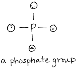 But the backbone of sugar and phosphates is not exactly the fun part of DNA - photo 5