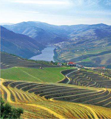 Terraced vineyards in the Douro Valley Fadosongs of sadness bope Rick - photo 7