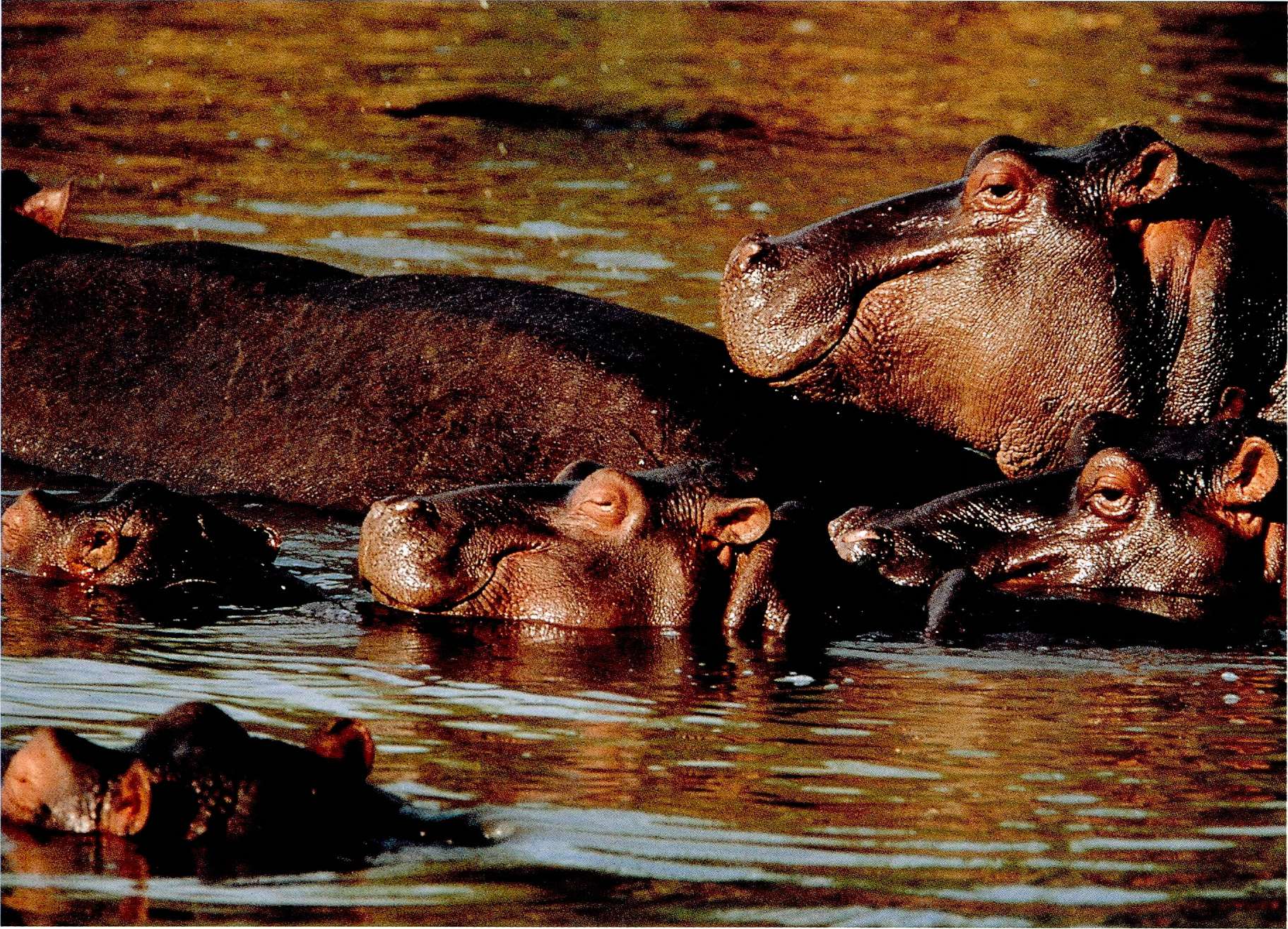 Hippos can talk to one another above and below water PHOTO BY LYNDA RICHARDSON - photo 3