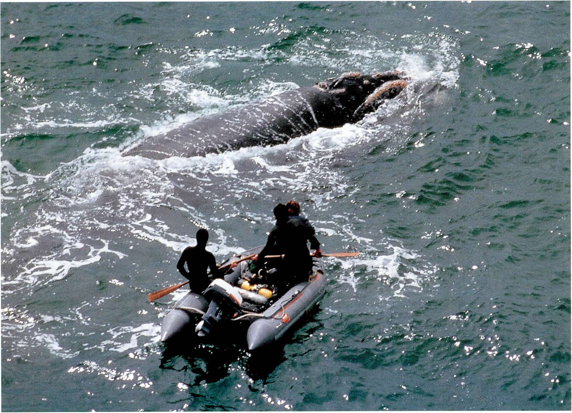 Christopher Clark and a colleague get a close-up look at a right whale off the - photo 6