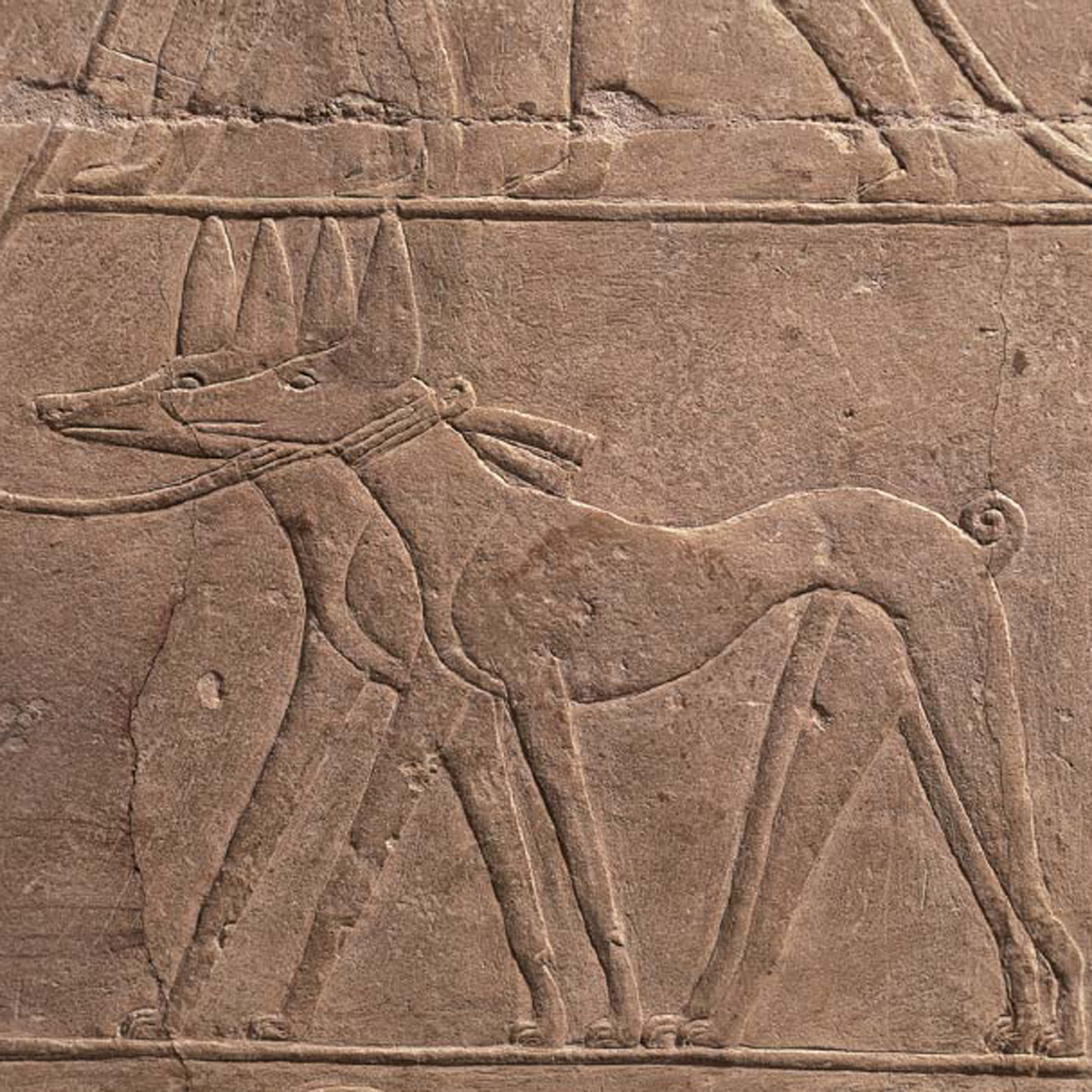 Relief of a scene at Necropolis featuring two Ancient Egyptian sighthounds - photo 6