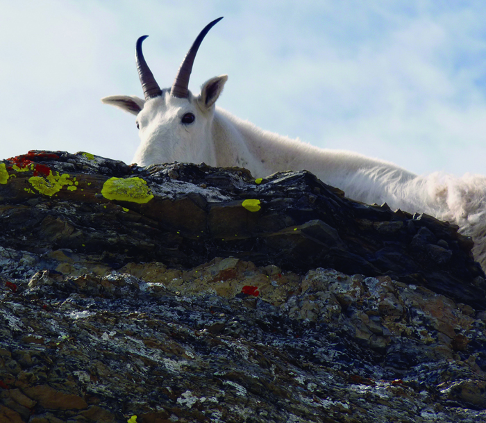 Curious yet cautious a goat peers over a lichen-encrusted rock Photo by - photo 4