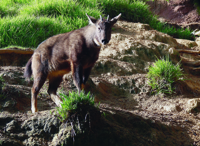 An adult Chinese goral Naemorhedus griseus Photo by author An adult - photo 6