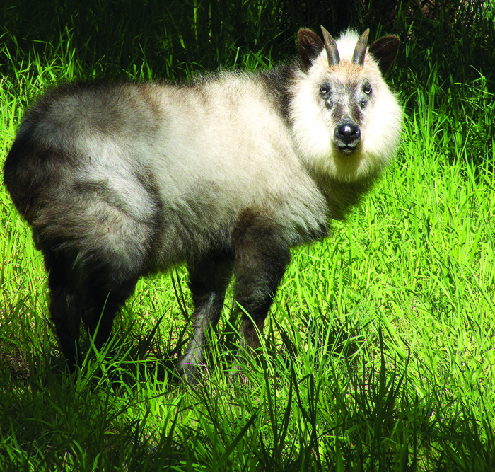 An adult Japanese serow Capricornis crispus Photo by author An adult - photo 7