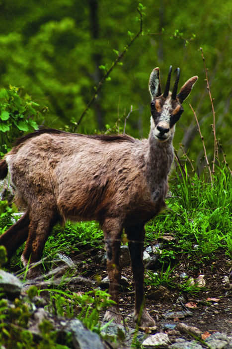 An adult European chamois Rupicapra rupicapra Courtesy Valentina Ruco An - photo 8