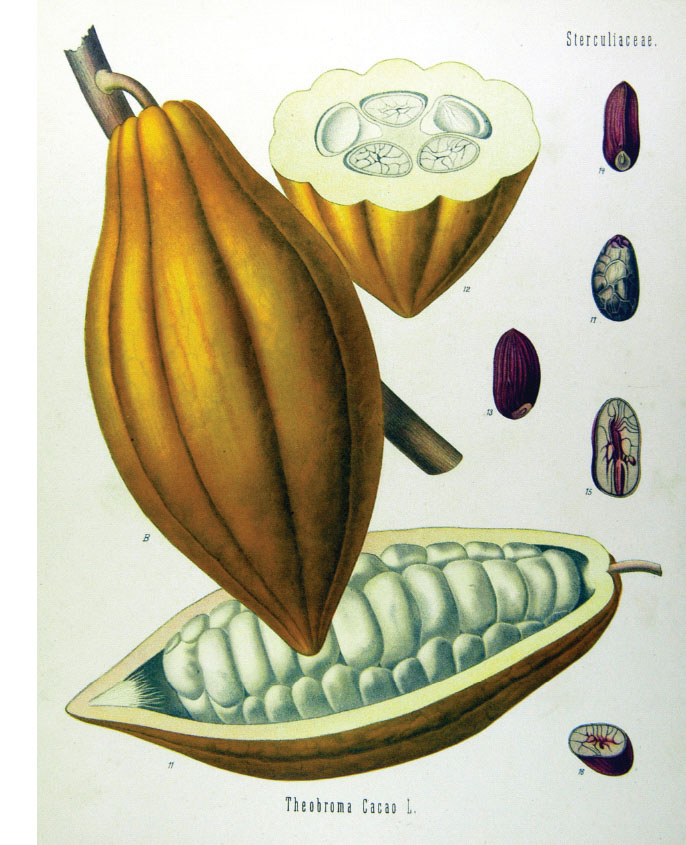 Theobroma cacao Chocolate by Franz Eugen Khler 1897 Sunbelt Archives - photo 3