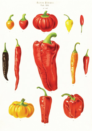 Chile Peppers Botanical illustration by Ernst Benary 1876 Sunbelt Archives - photo 5