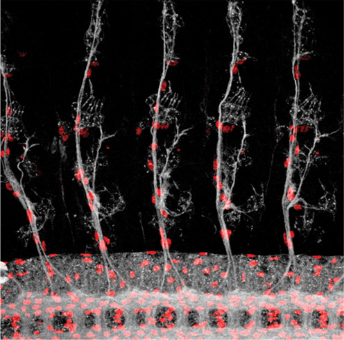 Trees of embryonic neurons Lifes Blueprint The Science and Art of Embryo - photo 1