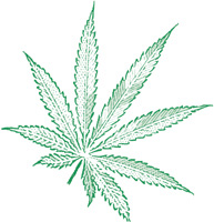 Cannabis Pharmacy The Practical Guide to Medical Marijuana Michael Backes - photo 1