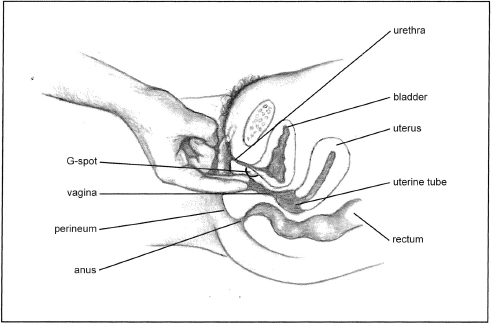 S TAGES OF AN ORGASM Having that knowledge from the start will allow you to - photo 4