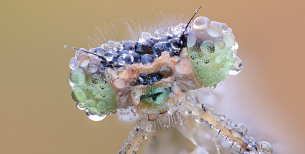 Damselfly Zygoptera Body length 30 mm Sdermanland Nackareservatet Nature - photo 13