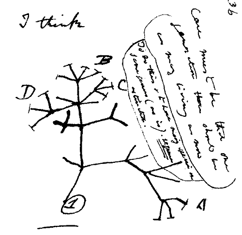 Figure Darwins famous I think sketch 1837 Our three branches go beyond the - photo 3