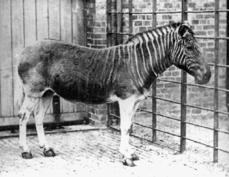 Quagga in London Zoo 1870 The evolution of zoos is ongoing at times - photo 7