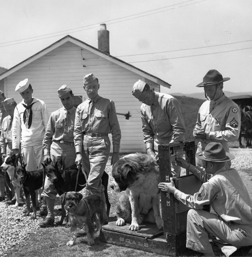 Dogs are inducted into the Army at Front Royal Virginia in August 1942 World - photo 1