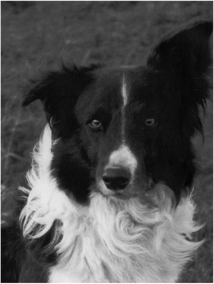 Understanding Border Collies - image 1