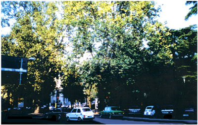 Sycamore trees outside the Porta Palio Authors photo Now the trees are in - photo 5