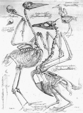 FIGURE 12 An engraving of the full skeletons of a crane left a starling - photo 12