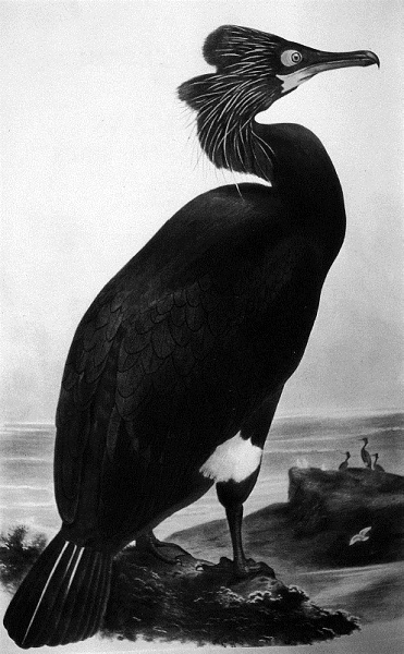 FIGURE 14 The extinct spectacled cormorant as painted in this lithograph by - photo 14