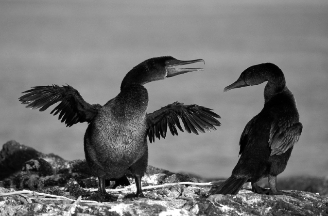 FIGURE 15 A pair of flightless cormorants on Fernandina Island Galpagos - photo 15