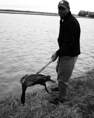 FIGURE 17 Brady Thompson uses a shovel to pick up a double-crested cormorant - photo 17