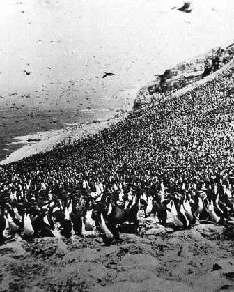 FIGURE 18 Tens of thousands of guanay cormorants pack a slope of Isla San - photo 18