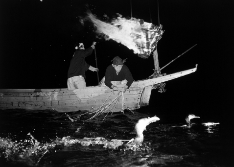 FIGURE 2 Junji Yamashita fishing with his cormorants on the Nagara River - photo 2