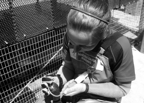 FIGURE 20 Staff member Marguerite du Preez cares for a Cape cormorant by - photo 20