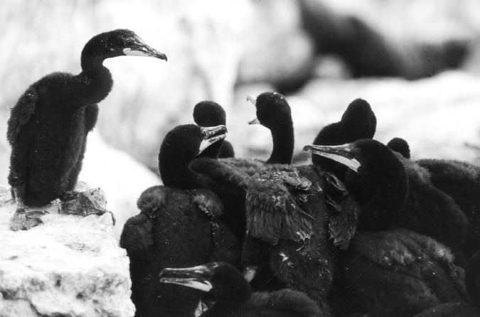 FIGURE 21 A crche of double-crested cormorants on Gates Island Connecticut - photo 21