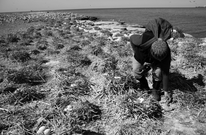 FIGURE 4 Irene Mazzocchi of the NYSDEC collects a pellet between - photo 4