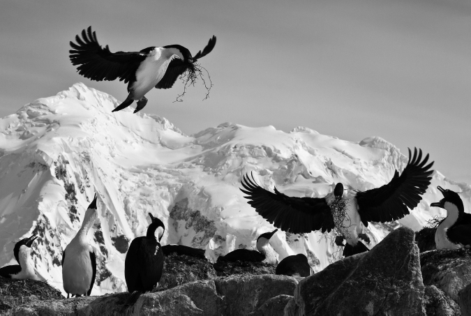 FIGURE 8 Blue-eyed shags building nests near Port Lockroy Antarctica Ralph - photo 8