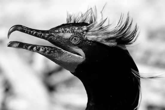 FIGURE 9 The crests on the double-crested cormorant appear a few weeks a year - photo 9