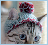 Cats in Hats 30 Knit and Crochet Hat Patterns for Your Kitty - photo 17