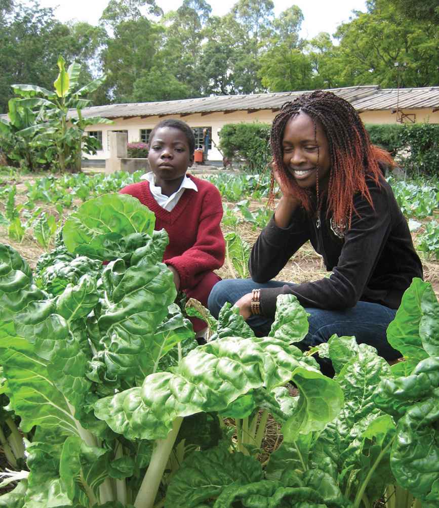 Leafy greens thrive on urine fertilizer at the Chisungu Schools garden in - photo 3