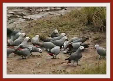 The Congo African grey parrot Psittacus erithacus can be found in West and - photo 2