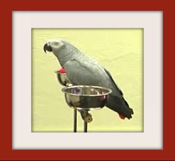 The Congo African grey parrots length is between 33-44 cm 1299 -1574 - photo 3