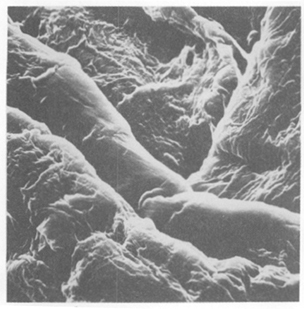 Scanning Electron Micrograph of paper magnified 4500 times Courtesy of the - photo 4