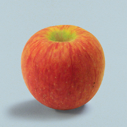 APPLE General Description The apple Malus pumila is a small round fruit - photo 14