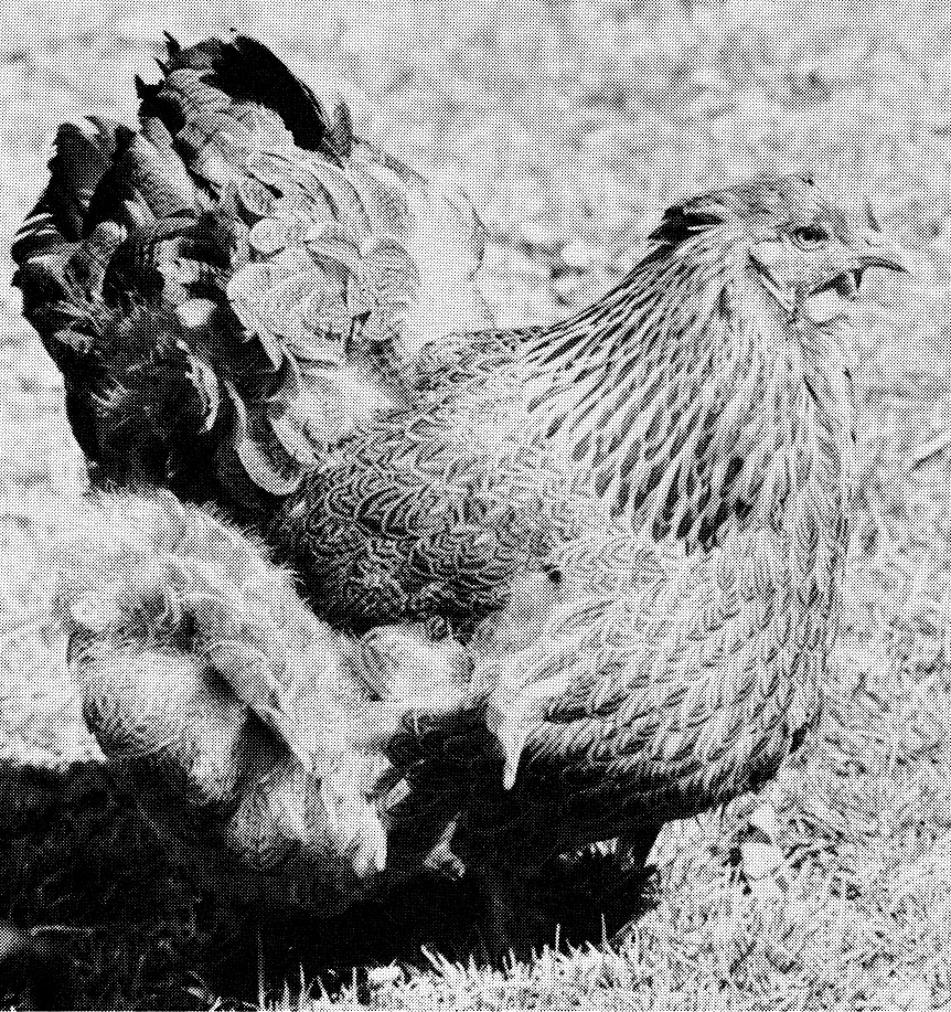 Cochin hen Cochin cockerel The importance of recognizing these two - photo 3