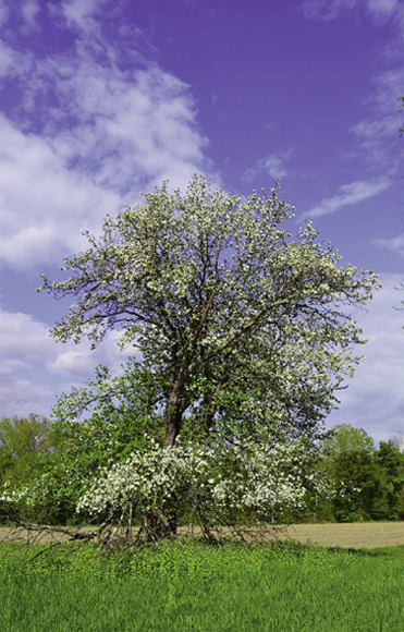 An old apple tree near the authors home is a survivor of the orchards that grew - photo 5