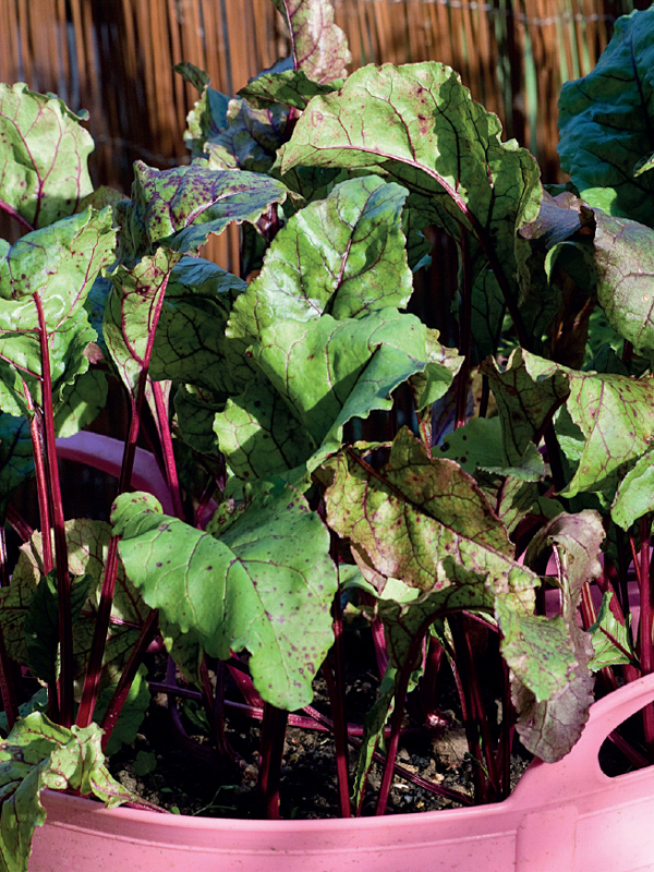 Grow Your Own Vegetables in Pots - image 1