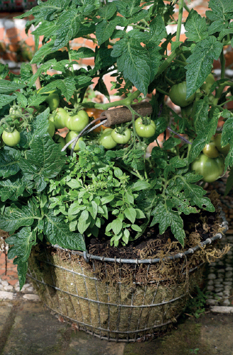 This old sturdy wire potato harvesting basket makes a useful container for - photo 7