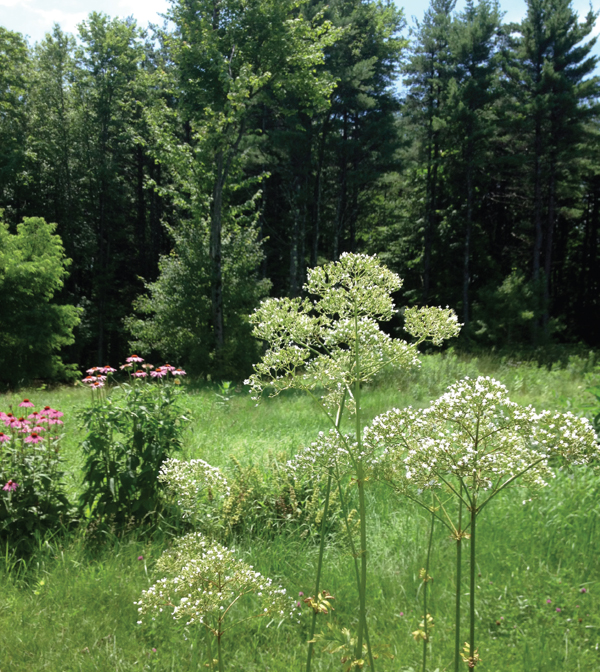 CONTENTS Why grow medicinal herbs in your backyard Plants used as medicine - photo 4