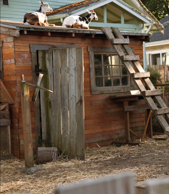 Kenya Spiegel and Seth Brown built their goat barn almost entirely from - photo 11