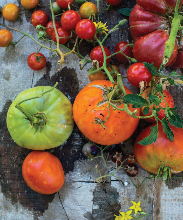 Tomatomania A Fresh Approach to Celebrating Tomatoes in the Garden and in - photo 2