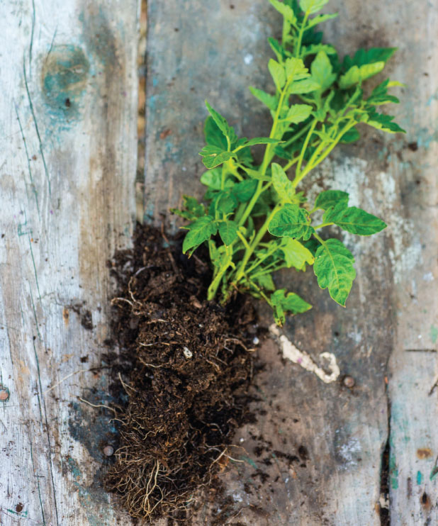 Gardening is not a rational act MARGARET ATWOOD My fatherwho was not prone to - photo 8